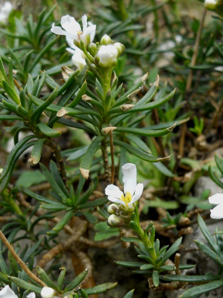 Iberis saxatilis / Iberide rupestre
